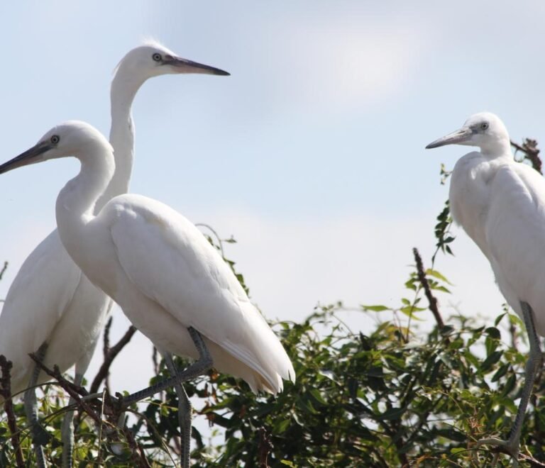 10 reasons why Samuka Island is The best destination for Bird Lovers